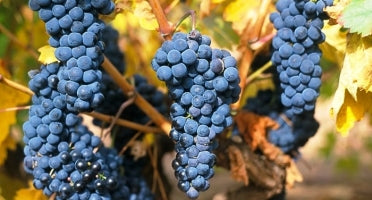 Variedad tinta de uva "tempranillo"