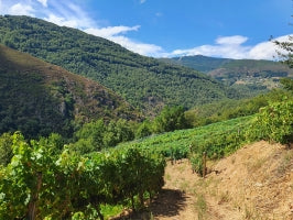Descubre la ruta de las Bodegas con Viticultura Heroica de España