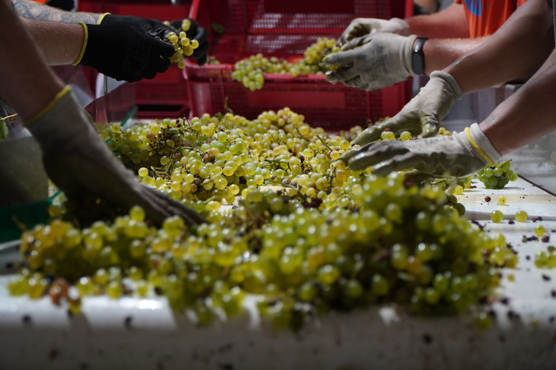 Variedades de uva blancas más cultivadas en España