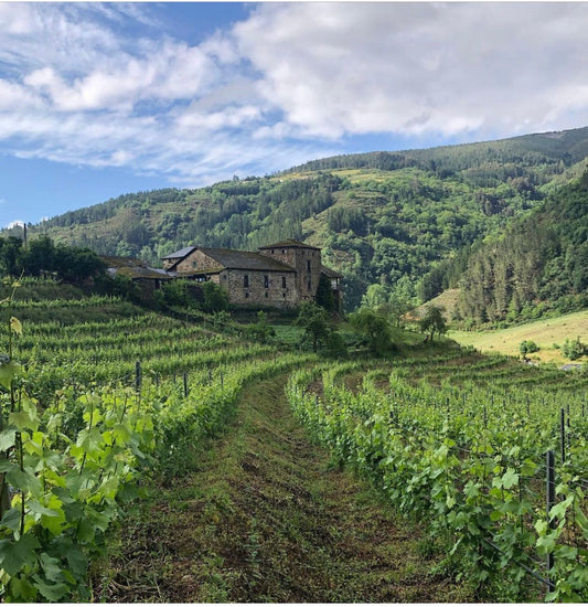 Vinos de viticultura heroica: Ribeira Sacra y vinos de Asturias