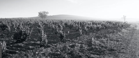 Vino Dominio de Pingus, una obra maestra de Peter Sisseck